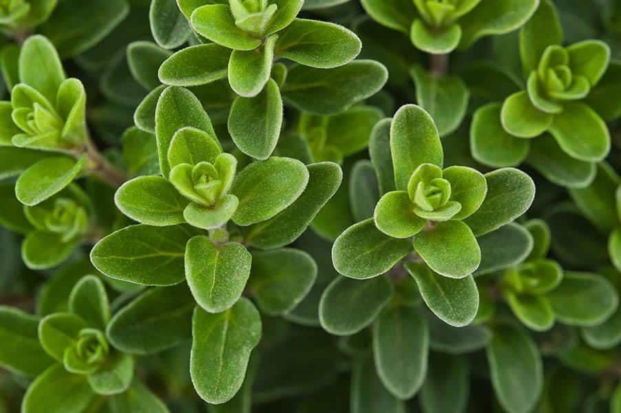 Marjoram