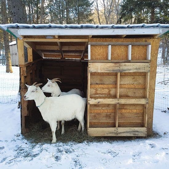 The DIY Goat Shelter