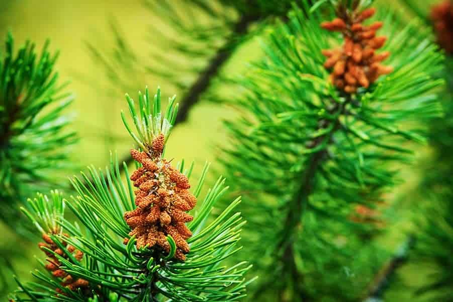 Scotch Pine