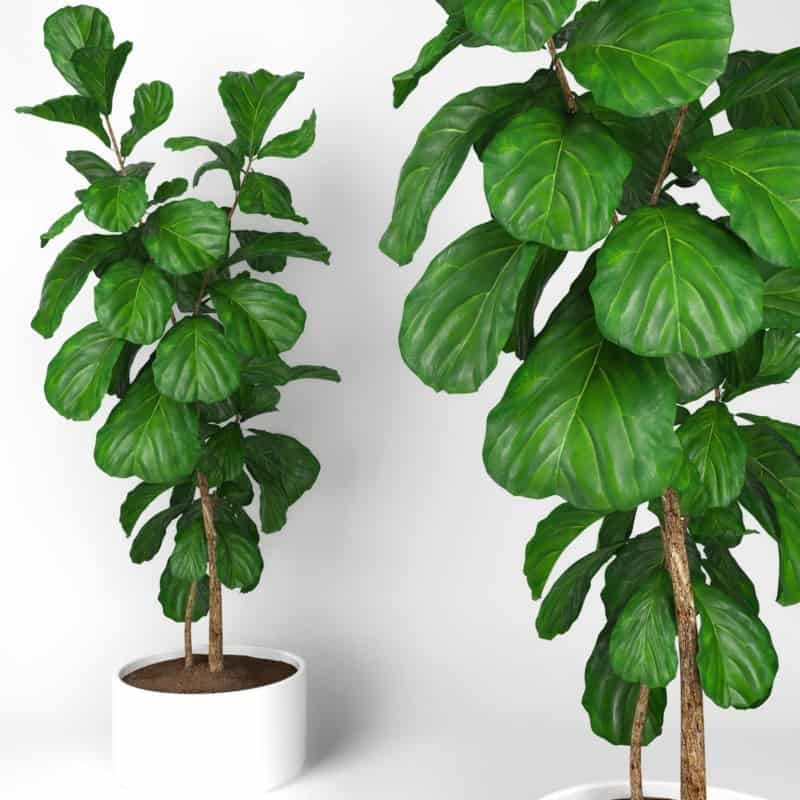 Fiddle-Leaf Fig Tree