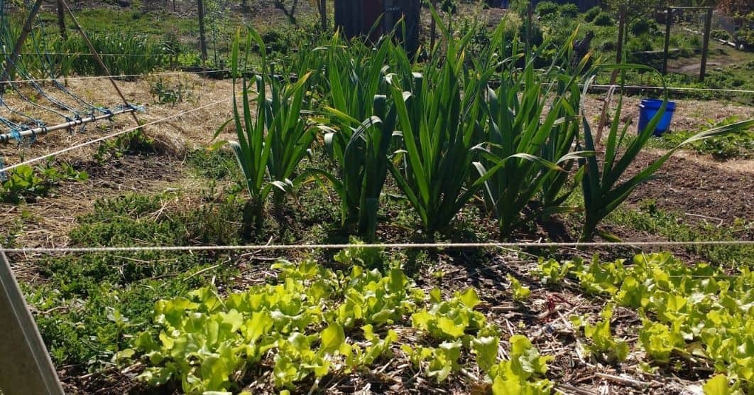 Become an Expert on Growing Your Favorite Vegetables