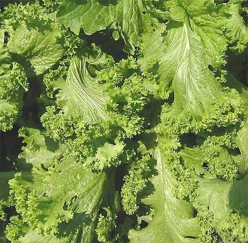 Mustard Green Varieties