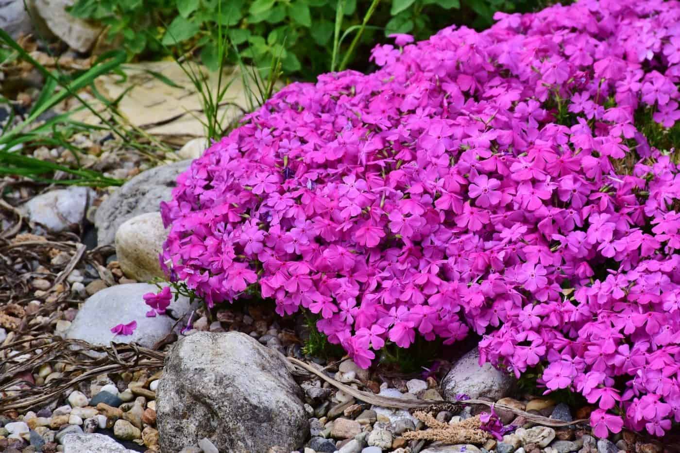 Creeping Phlox (Phlox stolonifera)