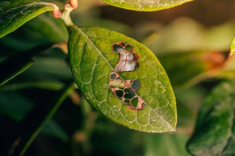 Flower and Leaf Death Before Recovering