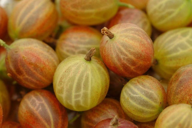 How to Care for Gooseberries