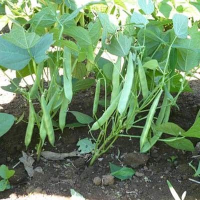 Bush Beans