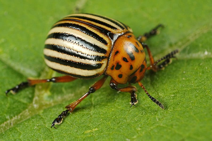 Colorado Potato Beetle