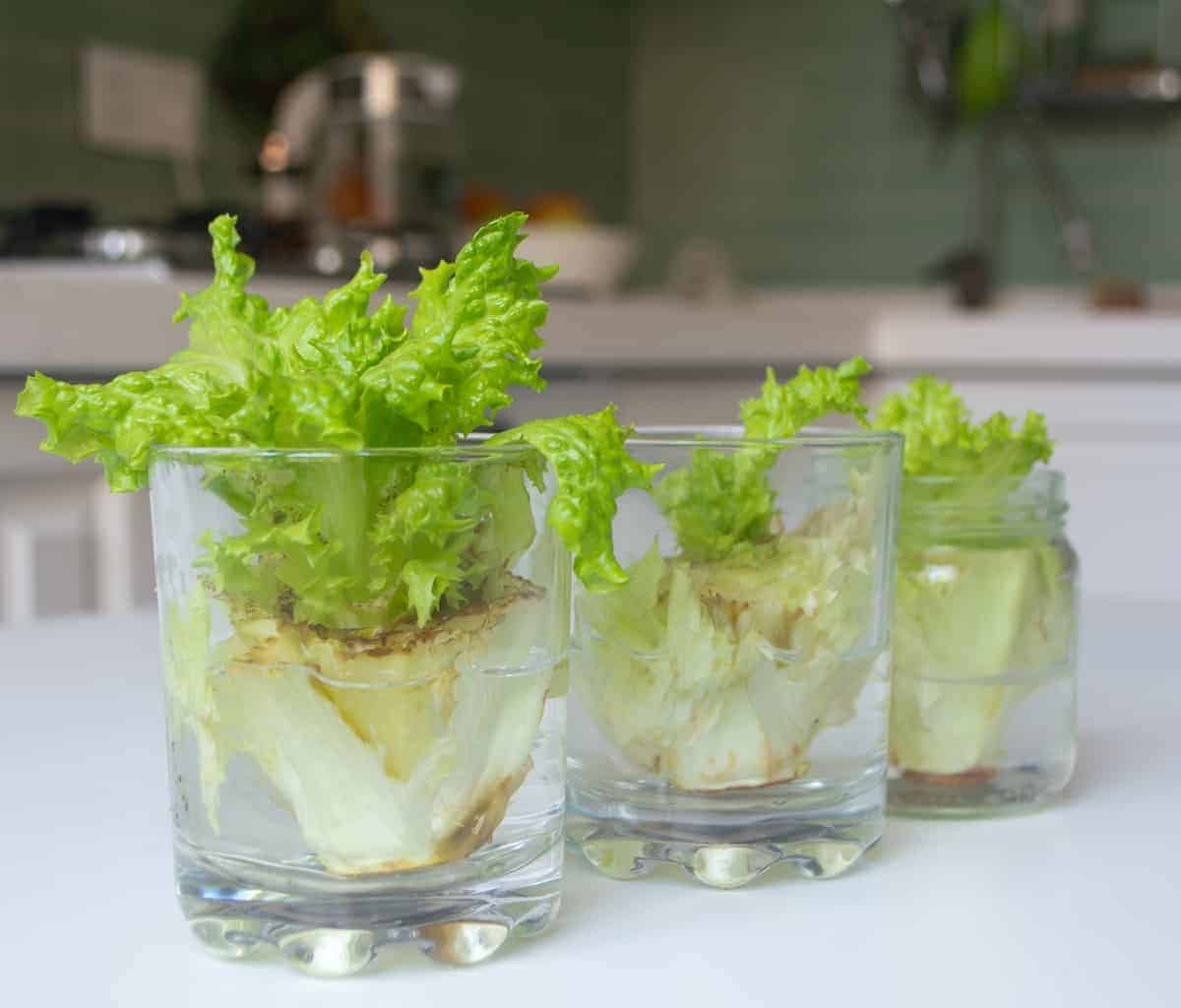 Regrow Vegetable Scraps