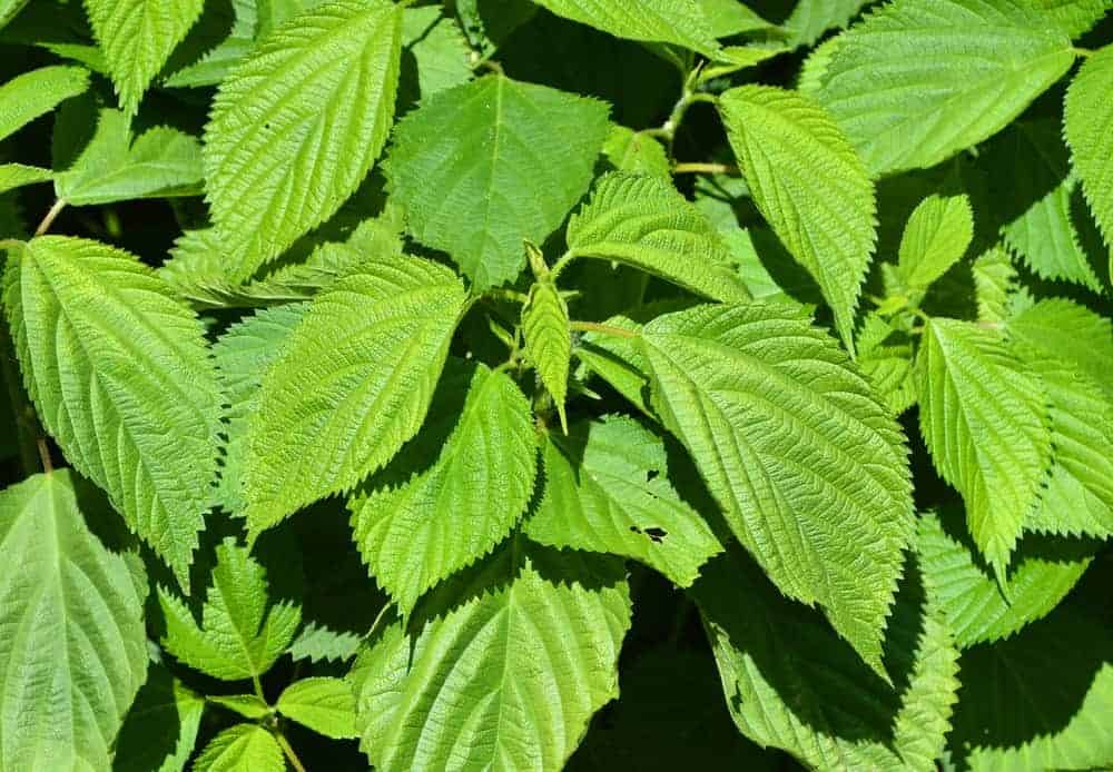 Wood Nettle