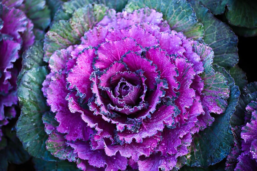 Ornamental Cabbage