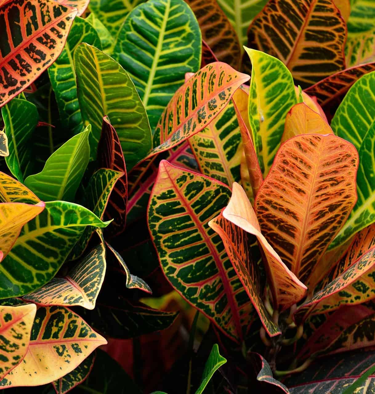 Croton