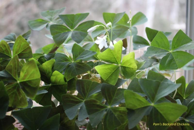 Shamrock Plant