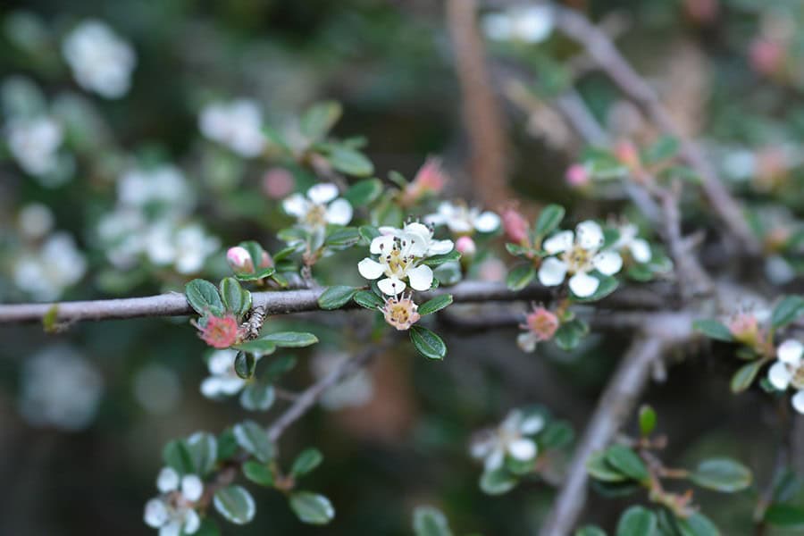 Cotoneaster