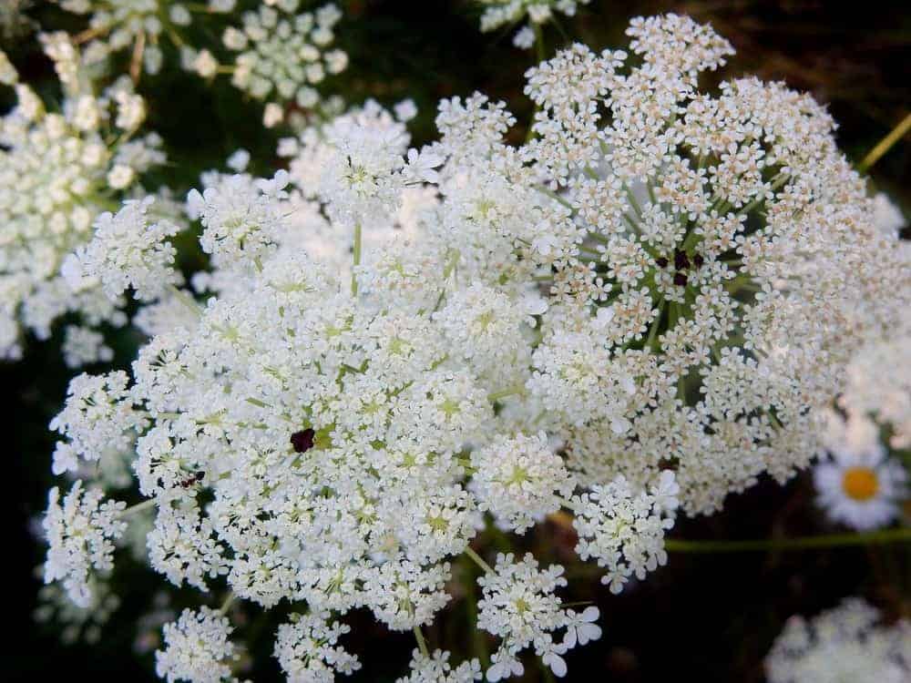 Queen Anne’s Lace