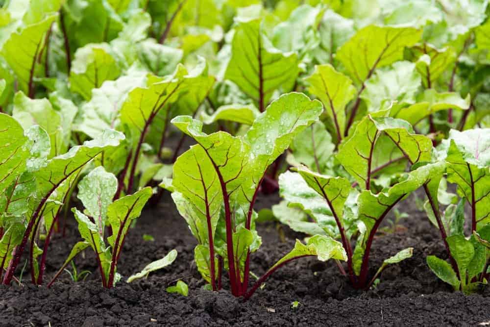 Quick Tips for Growing Beets