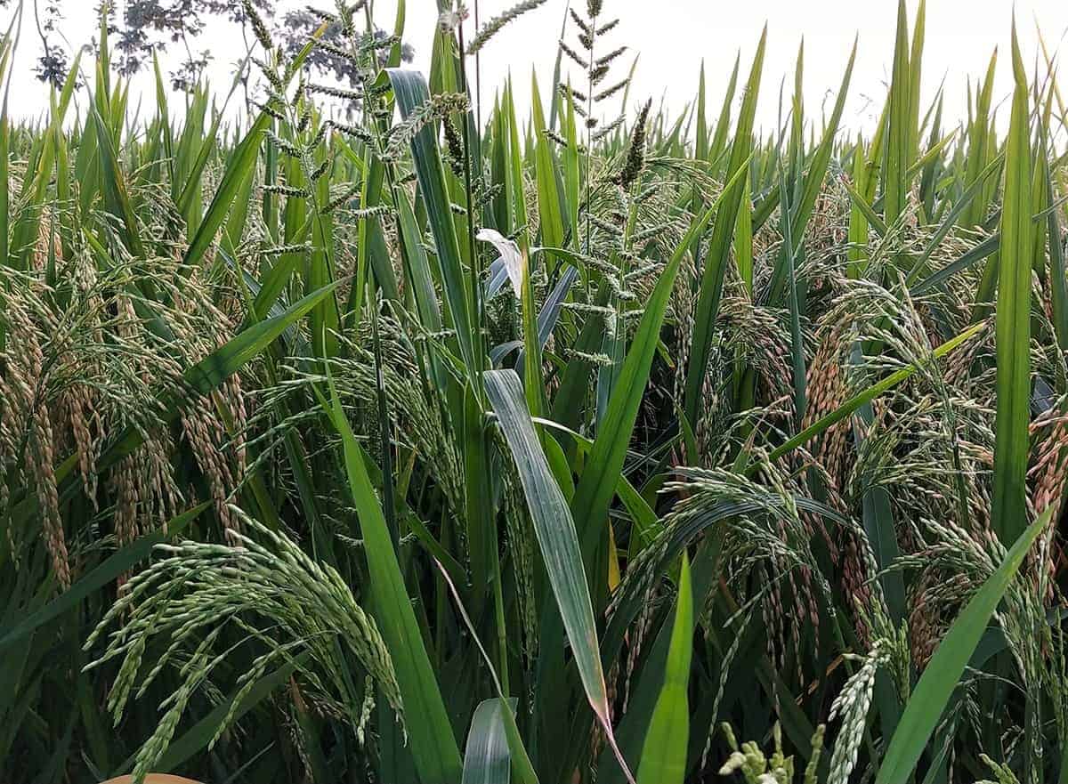 Wild Rice (Zizania aquatica)