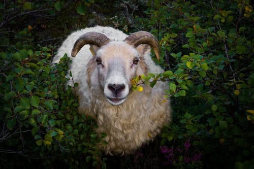 The Right Way to Feed Sheep