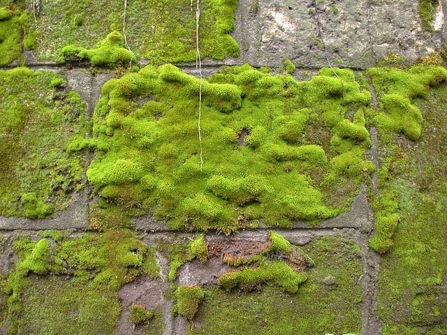 Types of Moss