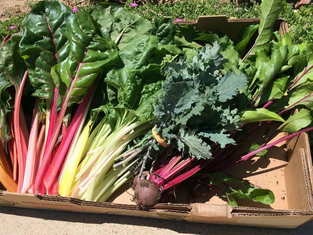 Swiss Chard