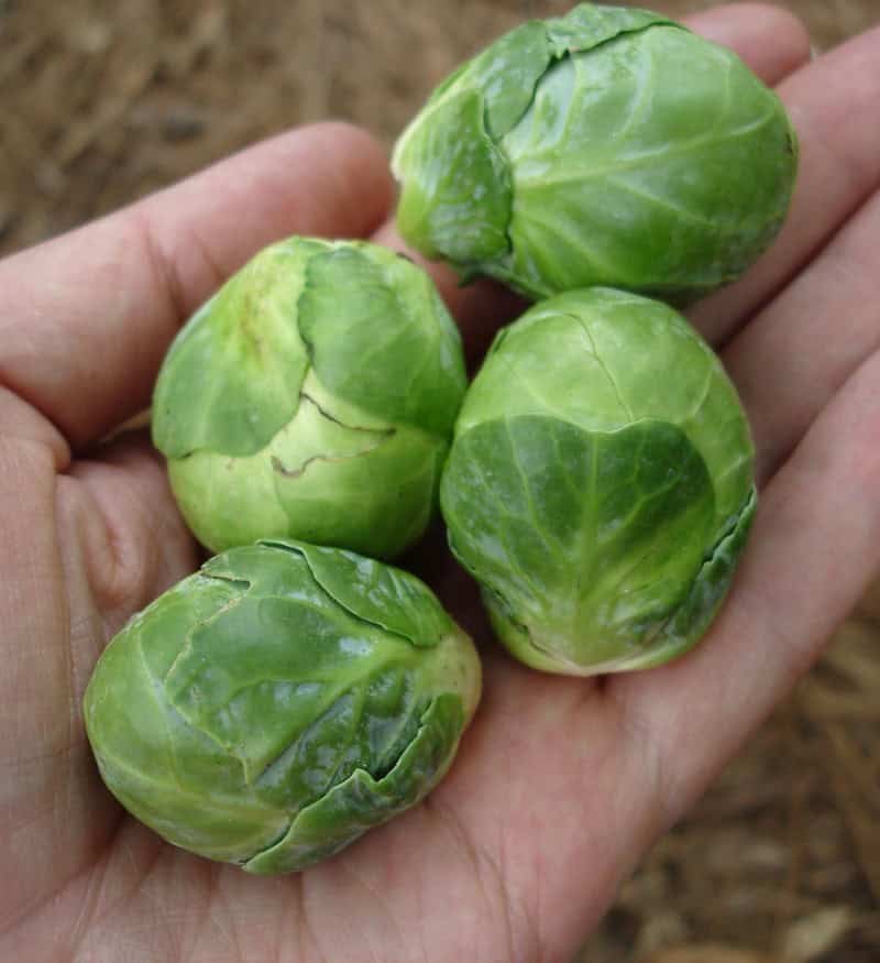 Brussel Sprouts