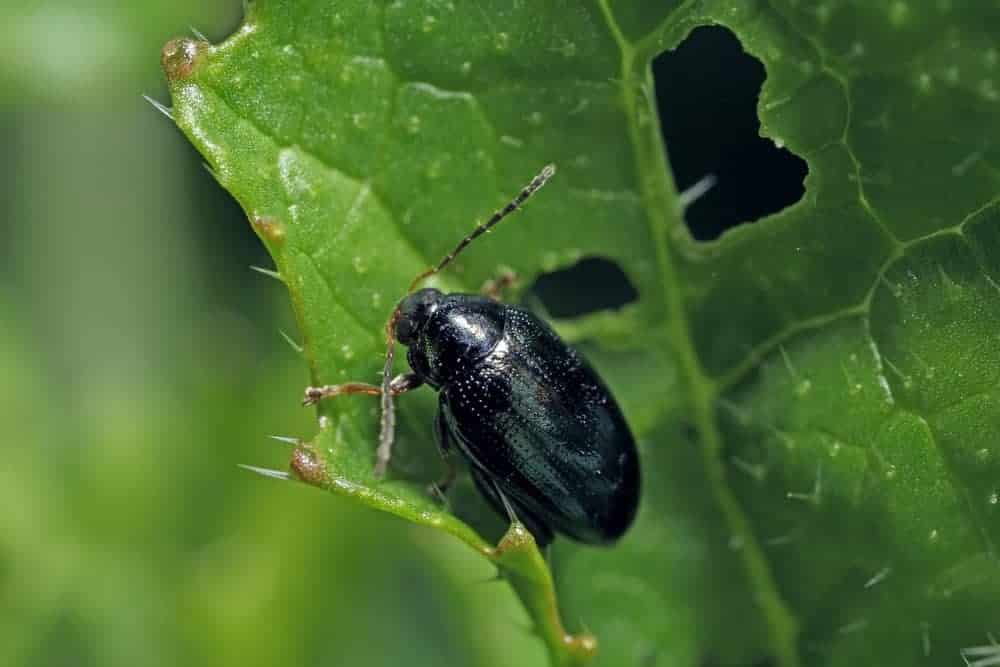 Flea Beetles