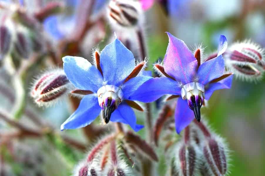 Borage (Borago officinalis)