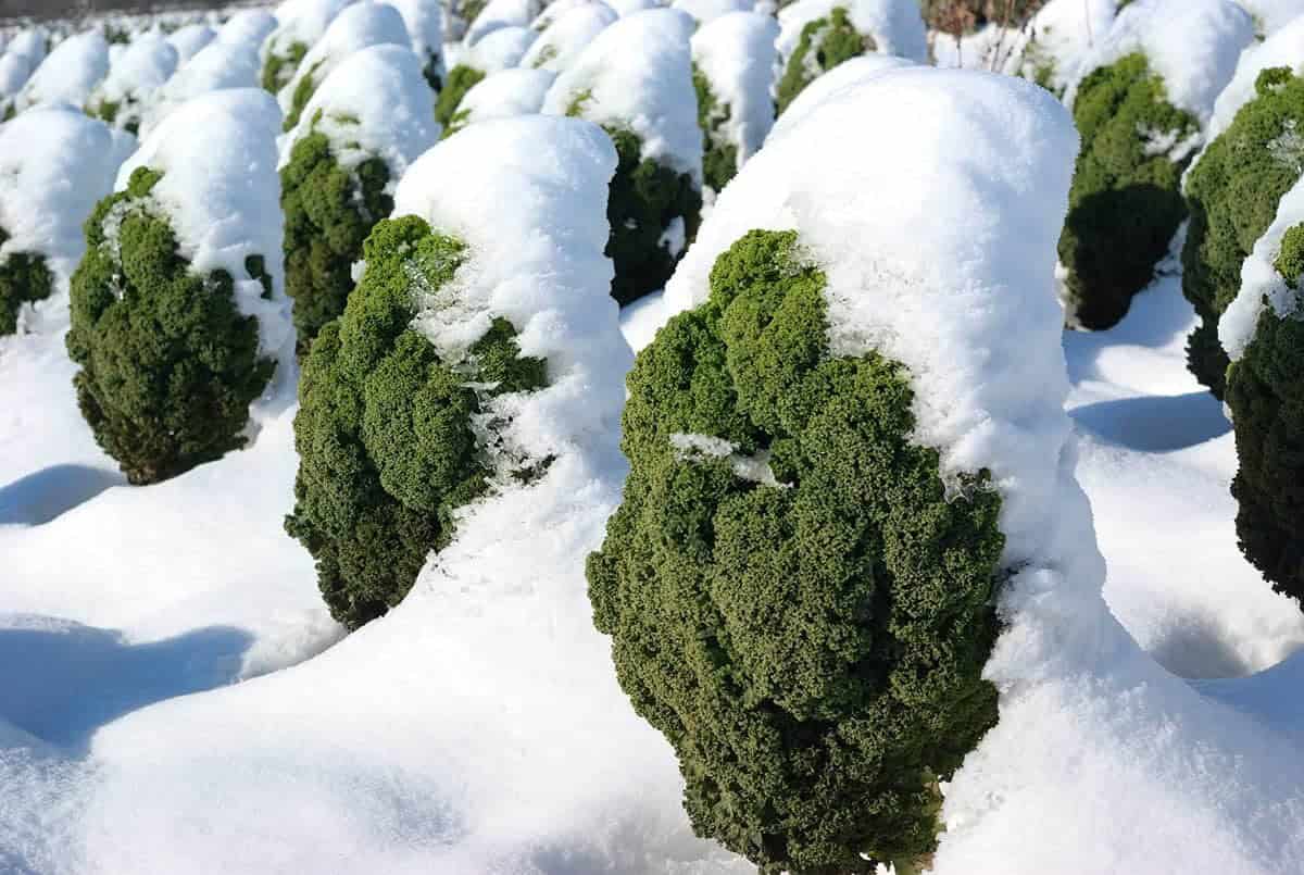 Record Winter Crops