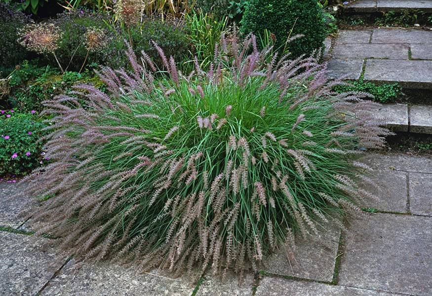 Fountain Grass