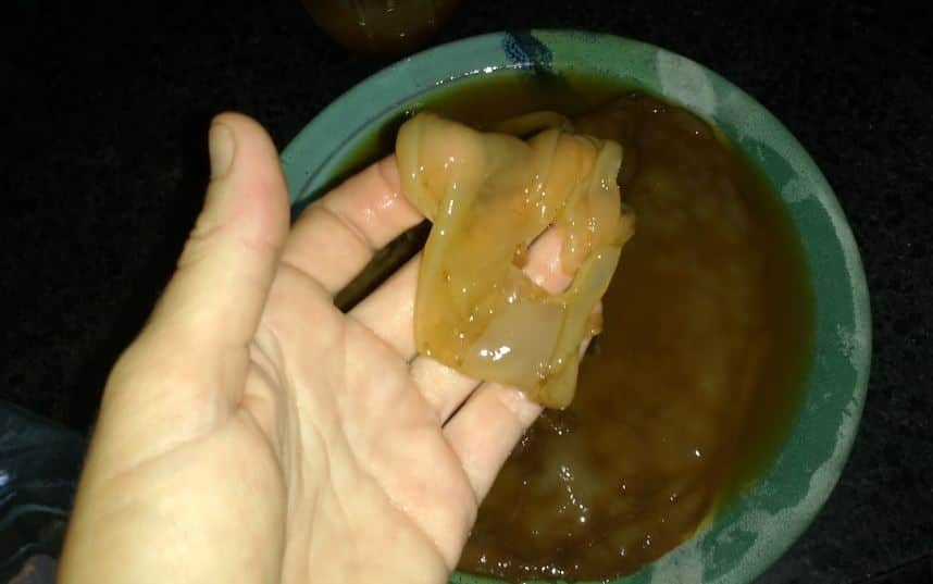 Kombucha SCOBYs