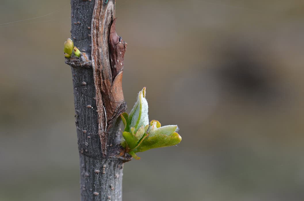 Chip or Bud Grafting