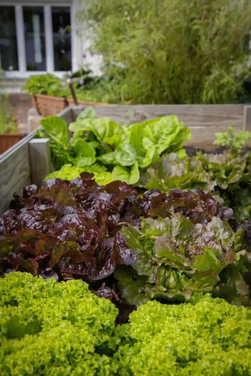 Raised Bed Gardening