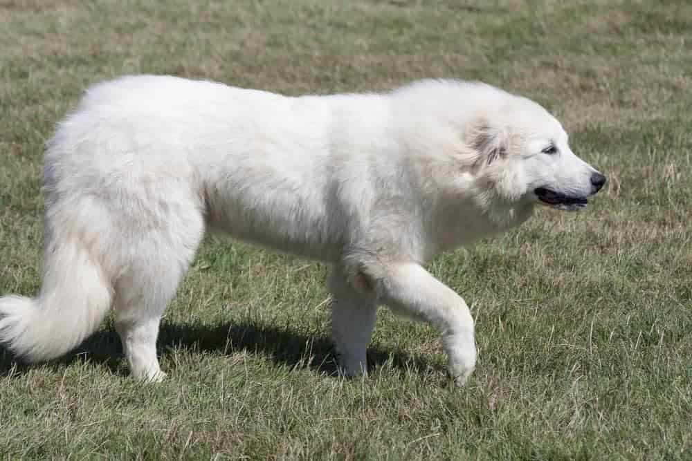 Great Pyrenees