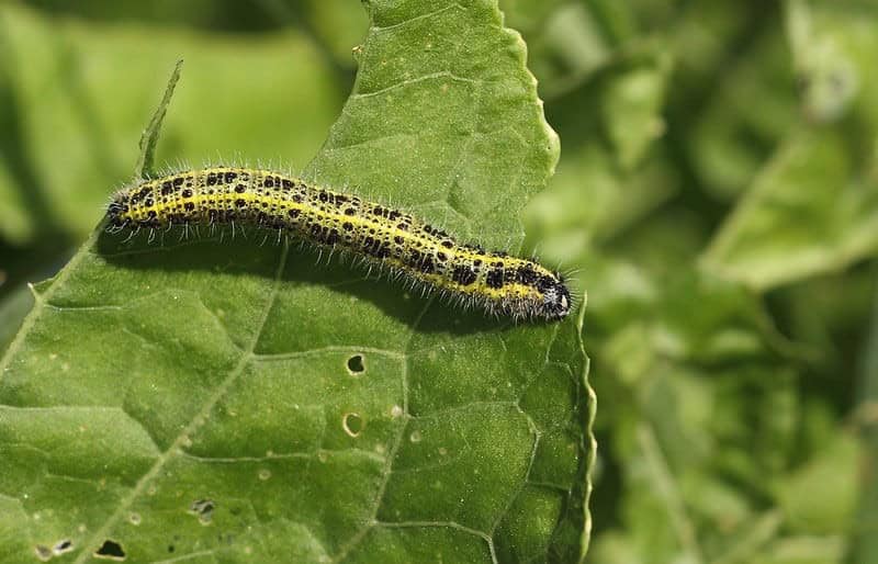 Cabbage White Butterfly Larvae