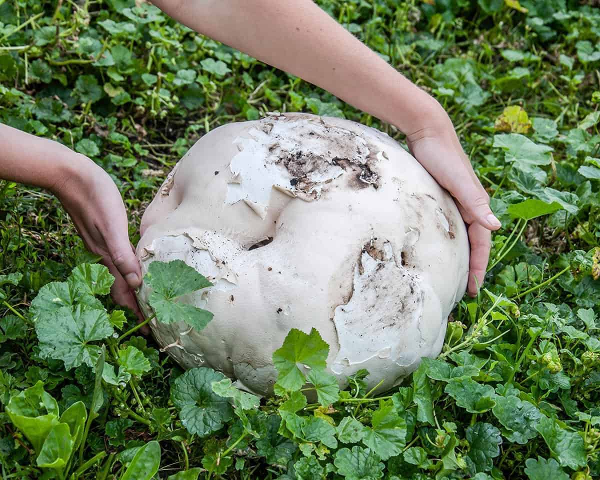 Puffball Mushrooms