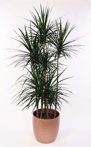 Dracaena