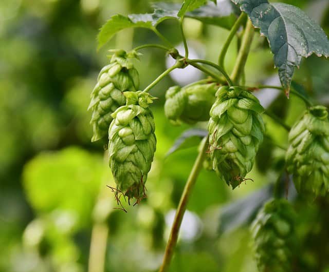 Common Hops Pests and Diseases