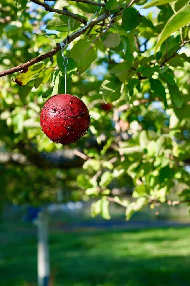 Apple Codling Moth Trap