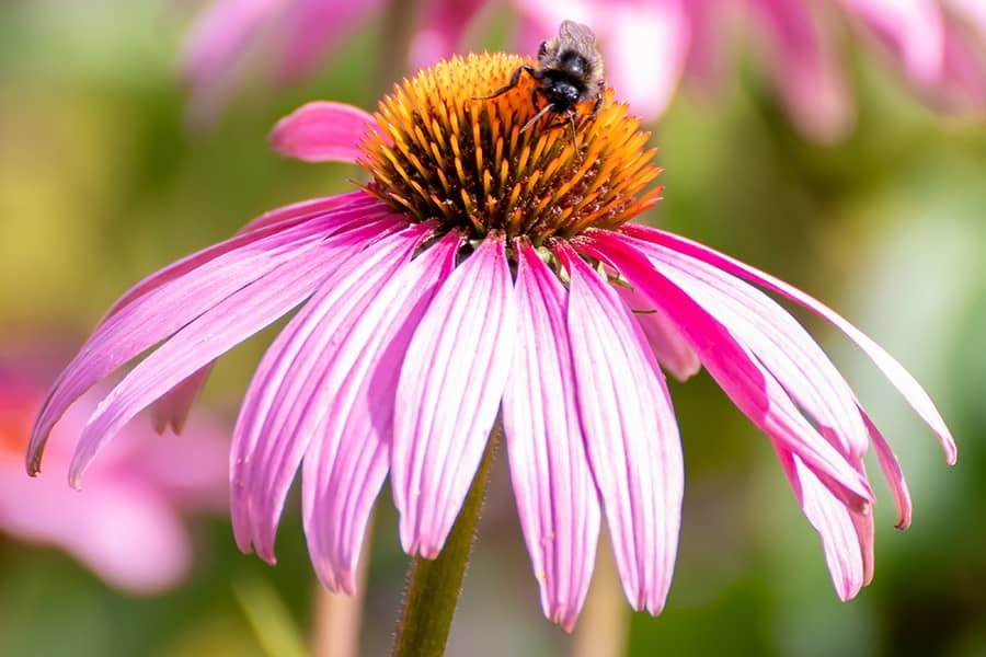 Echinacea or Purple Coneflower