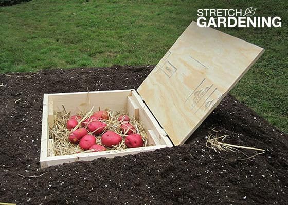 The Mini Root Cellar