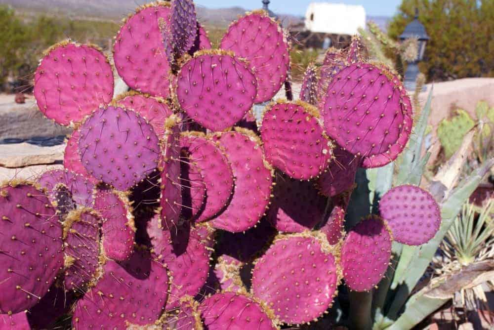 Purple Prickly Pear