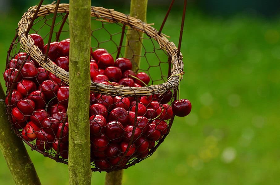 Harvesting and Storing Cherries