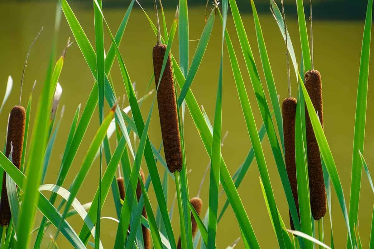 Cattails (Typha)