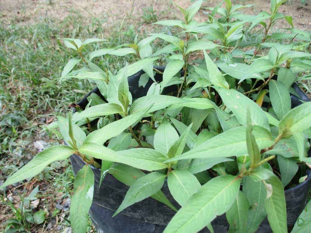 Vietnamese Coriander