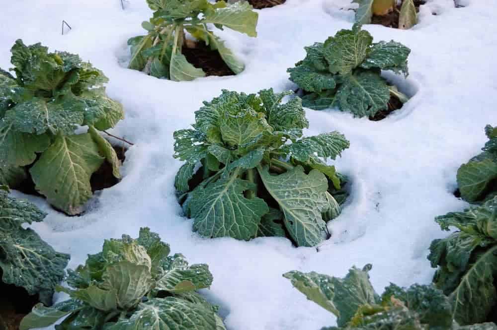 How To Extend the Growing Season