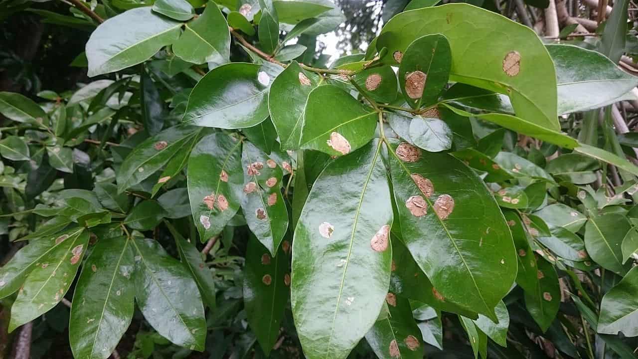 Insect or Disease Damage