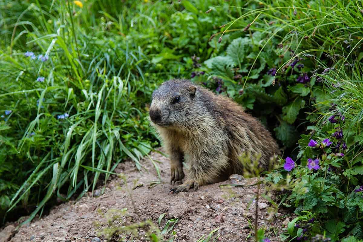 Groundhogs