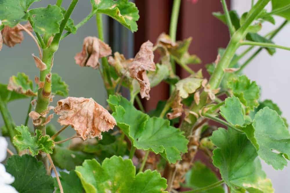 Caring Tips for Geraniums