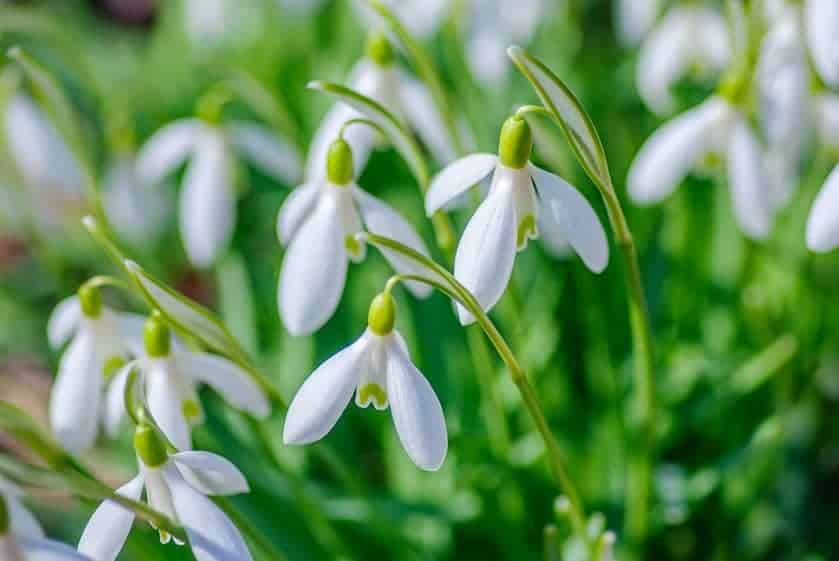 Snowdrops (Galanthus): Zones 3-8