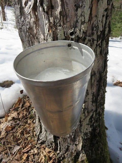 Collecting the Sap