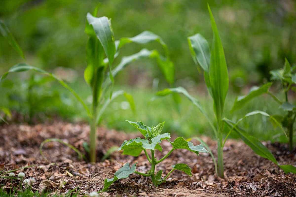 Use Mulch to Stop Weeds